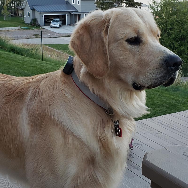 Montana Gold Goldens