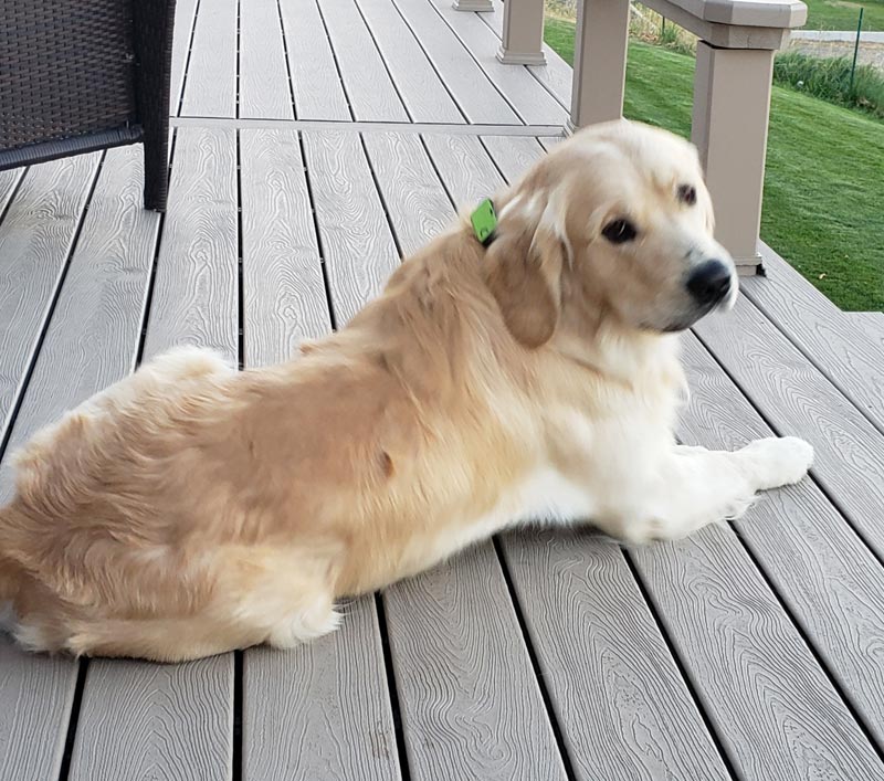Montana Gold Goldens