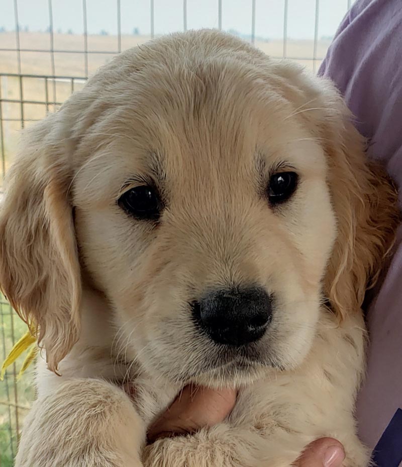 Montana Gold Goldens